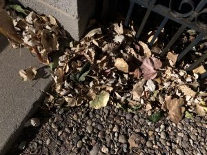 Autumn leaves