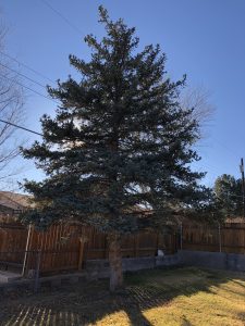 Back yard spruce tree