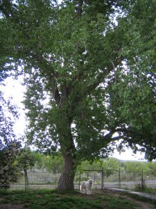 Cottonwood tree in yard