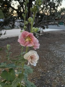 Juniper tree provides shade to hollyhocks