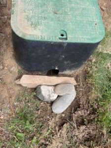 Rocks protect toad and keep dog from digging