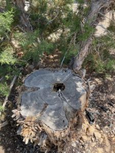 This trunk was not coppiced at an angle, but it resulted in new growth.