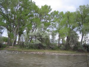 A cluster of trees along the Animas River