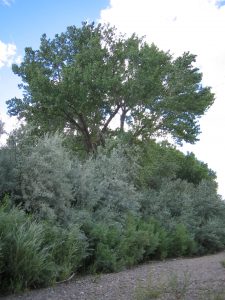 Small forest of Russian olives and cottonwoods