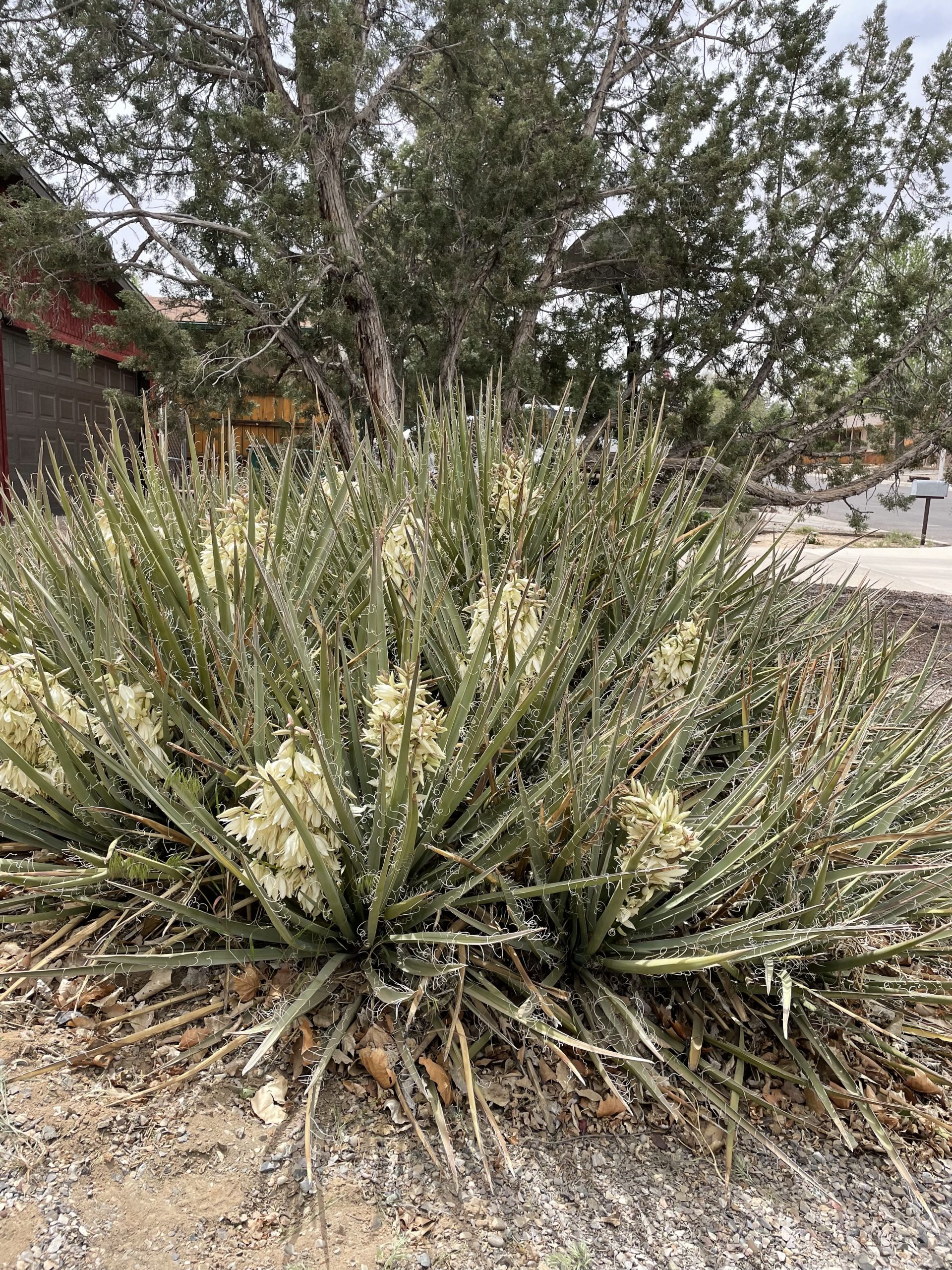 Yucca Produces Lots of Blossoms Margaret Cheasebro