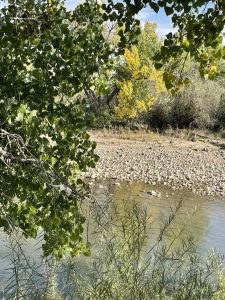 Cottonwood trees by a river