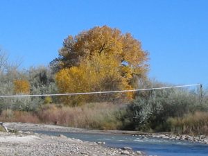 Leaves turn golden in fall