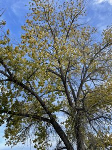 Yellow leaves on cottonwood in autumn