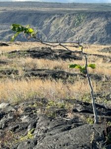 Tree at Hawai'i Volcanoes National Park is determined to grow in lava