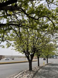 Trees grow in median along road.
