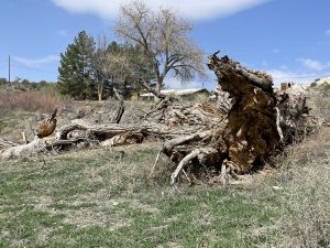 Cottonwood tree lies in a field where it fell.