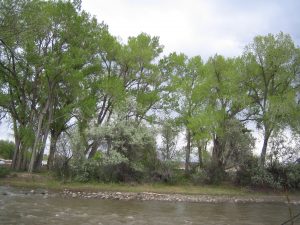 Trees grow beside a river