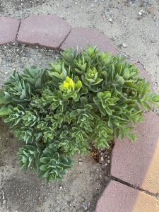 Showy stonecrop by driveway