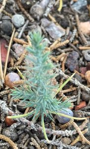 Baby juniper tree
