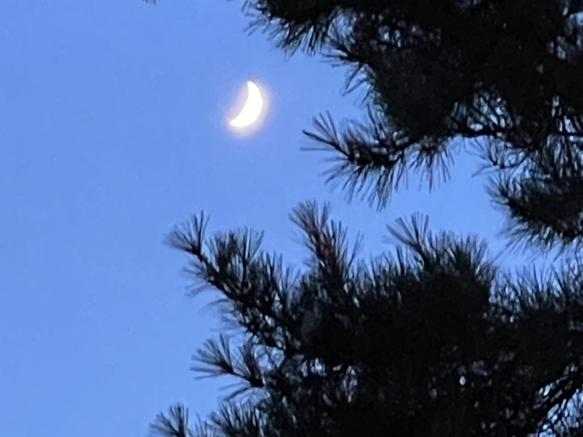 Moon peaks through Japanese Black Pine