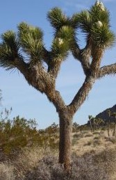 Joshua Trees are really tall yuccas
