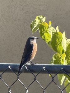 Western bluebird on fence