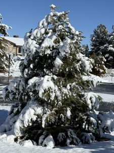 Snow coats big spruce in January