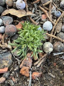 An herb called bur buttercup sprouts in my yard