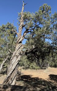 Magnetic field twisted this pine at Weaselskin